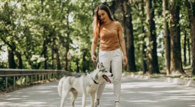 Una cachorra se las ingenió para lograr infiltrarse en la ambulancia que llevaba a su dueño al hospital. El conmovedor clip se viralizó en Facebook. Una cachorra se las ingenió para lograr infiltrarse en la ambulancia que llevaba a su dueño al hospital. El conmovedor clip se viralizó en Facebook.