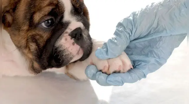 ¡Fidelidad en su máxima expresión! Una perrita se las ingenió para lograr subir a la ambulancia que llevaba a su humano al hospital. ¡Fidelidad en su máxima expresión! Una perrita se las ingenió para lograr subir a la ambulancia que llevaba a su humano al hospital.