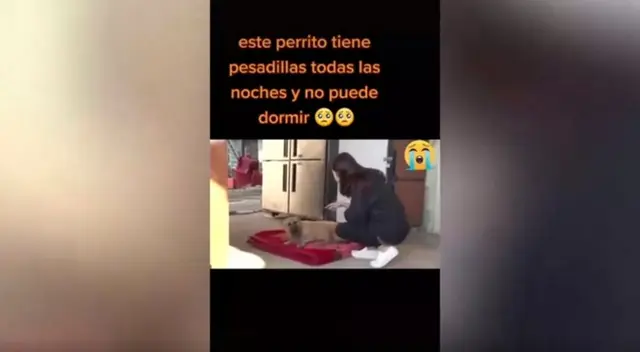 A través de TikTok se compartió un conmovedor video donde se ve a un perrito llorando mientras duerme. El can quedó marcado tras sufrir maltrato animal.