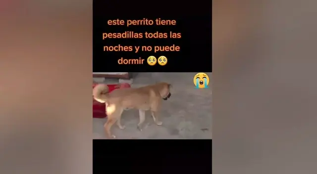 A través de TikTok se compartió un conmovedor video donde se ve a un perrito llorando mientras duerme. El can quedó marcado tras sufrir maltrato animal.