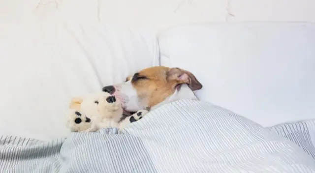 Mediante un clip en TikTok, un perrito fue viralizado mientras lloraba y es consolado por su dueña, que corre a verlo y evita que siga teniendo pesadillas.