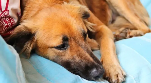 Mediante un clip en TikTok, un perrito fue viralizado mientras lloraba y es consolado por su dueña, que corre a verlo y evita que siga teniendo pesadillas.