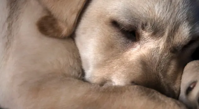 Mediante un clip en TikTok, un perrito fue viralizado mientras lloraba y es consolado por su dueña, que corre a verlo y evita que siga teniendo pesadillas.