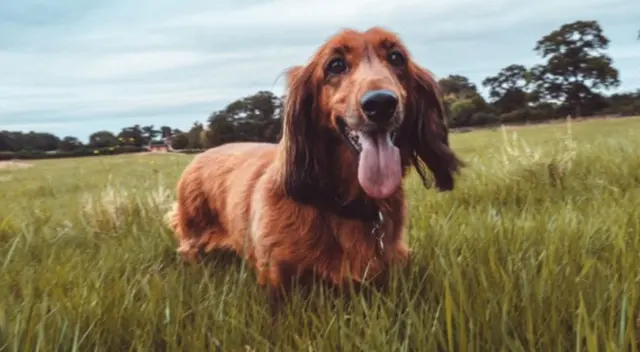 La joven tripulante del Titanic tomó la decisión de cuidar a su cachorro cuando se hundía el barco. Años más tarde, fue aplaudida por los internautas mientras que otros la cuestionaron.