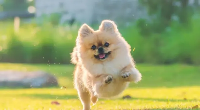 La joven tripulante del Titanic tomó la decisión de cuidar a su cachorro cuando se hundía el barco. Años más tarde, fue aplaudida por los internautas mientras que otros la cuestionaron.