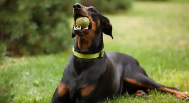 La joven tripulante del Titanic tomó la decisión de cuidar a su cachorro cuando se hundía el barco. Años más tarde, fue aplaudida por los internautas mientras que otros la cuestionaron.