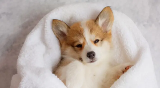 Dueña del pequeño can sorprendió a los internautas al tener tierno gesto con su mascota al verlo que tenía pesadillas mientras dormía.