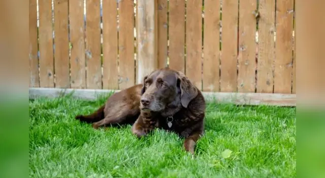 Una mujer se convirtió en heroína para muchos internautas al quedarse en el Titanic junto a su cachorro para evitar que falleciera solo.