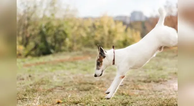 Una mujer se convirtió en heroína para muchos internautas al quedarse en el Titanic junto a su cachorro para evitar que falleciera solo.