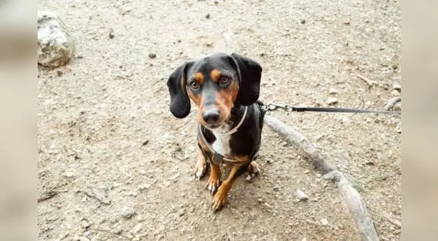 Una mujer se convirtió en heroína para muchos internautas al quedarse en el Titanic junto a su cachorro para evitar que falleciera solo.