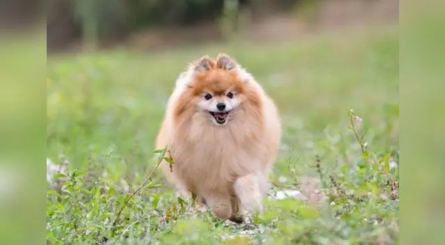 Una cachorra tiene increíble comportamiento tras ir corriendo a la ambulancia donde se llevaban a su dueño. Una cachorra tiene increíble comportamiento tras ir corriendo a la ambulancia donde se llevaban a su dueño.