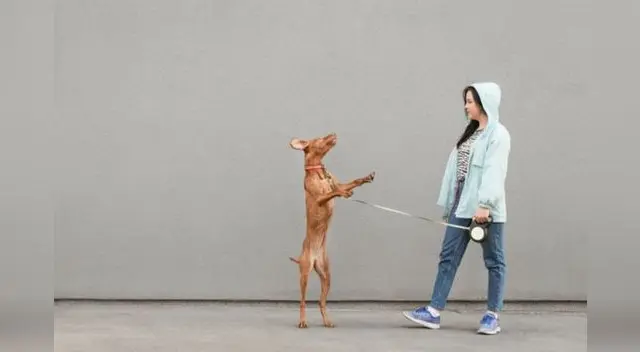 Una cachorra tiene increíble comportamiento tras ir corriendo a la ambulancia donde se llevaban a su dueño. Una cachorra tiene increíble comportamiento tras ir corriendo a la ambulancia donde se llevaban a su dueño.