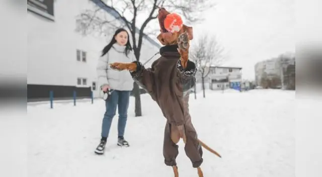 Una cachorra tiene increíble comportamiento tras ir corriendo a la ambulancia donde se llevaban a su dueño. Una cachorra tiene increíble comportamiento tras ir corriendo a la ambulancia donde se llevaban a su dueño.