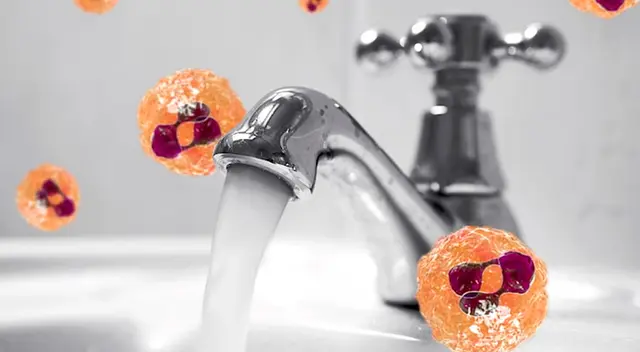 El ameboide puede encontrarse tanto en tierra húmeda como en lagunas, estanques y piscinas El ameboide puede encontrarse tanto en tierra húmeda como en lagunas, estanques y piscinas