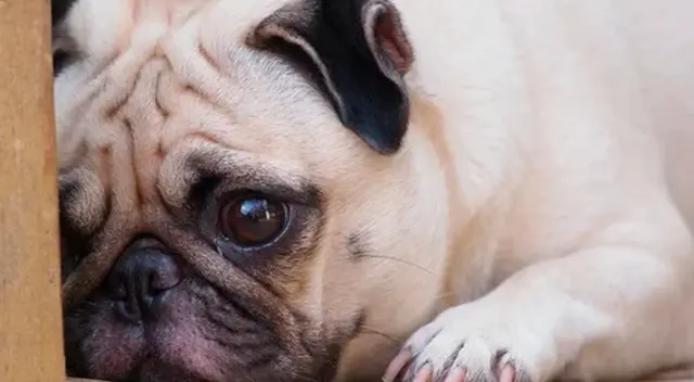 Ciudadanos mexicanos acostumbraban a llevar a sus perros a las clínicas veterinarias a cortarles las orejas y cola por estética.