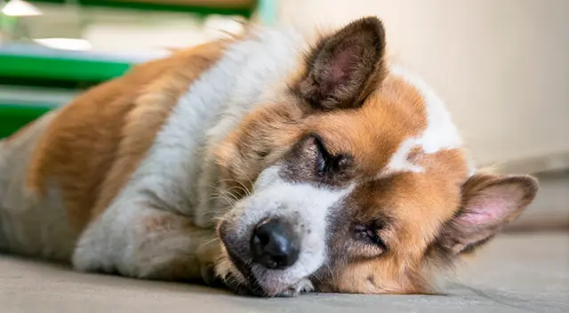 El animalito sufrió de maltrato animal durante los primeros años de su vida.