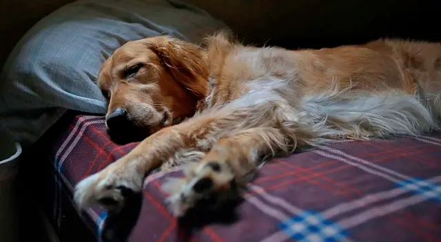 El animalito sufrió de maltrato animal durante los primeros años de su vida.