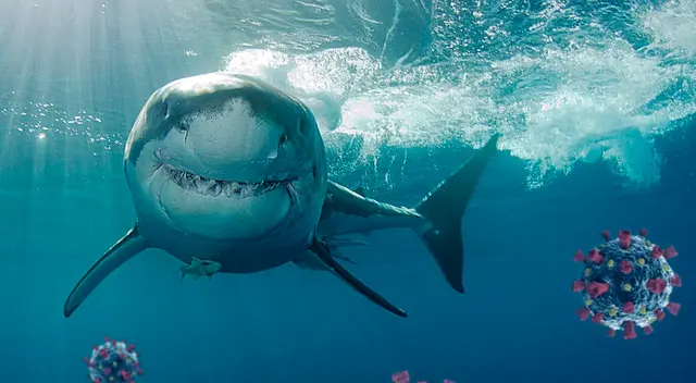 La compañía británica planea producir mil millones de dosis de una vacuna contra la COVID-19, que incluiría escualeno de tiburón.