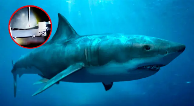 La compañía británica planea producir mil millones de dosis de una vacuna contra la COVID-19, que incluiría escualeno de tiburón.