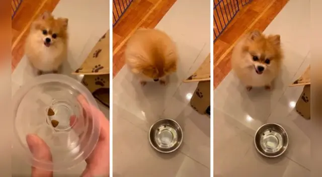 La divertida escena causó sensación en las redes sociales. La divertida escena causó sensación en las redes sociales.