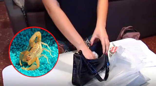 Judith mostrando en frasco de cristal al escorpión chino. Judith mostrando en frasco de cristal al escorpión chino.