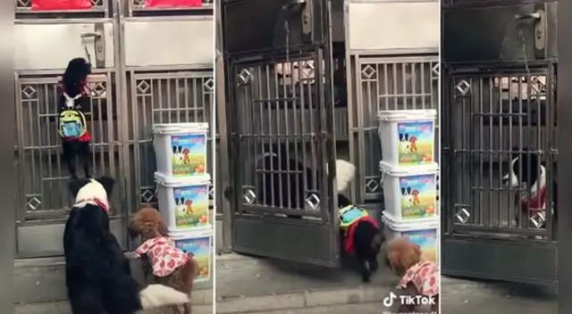 La escena causó la risa de varios usuarios en las redes sociales. La escena causó la risa de varios usuarios en las redes sociales.