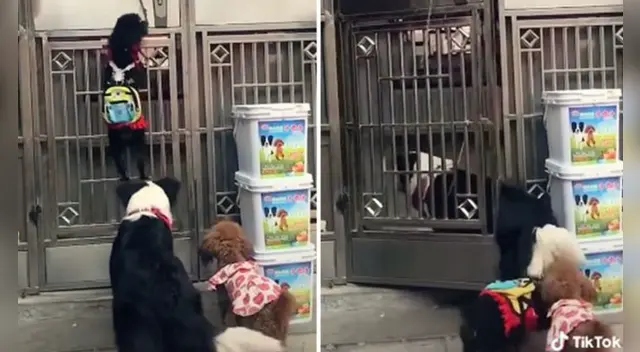 El clip cuenta con miles de reproducciones en TikTok. El clip cuenta con miles de reproducciones en TikTok.