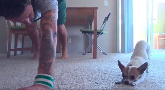 Joven hace yoga junto a su perro chihuahua y enternecen las redes sociales Joven hace yoga junto a su perro chihuahua y enternecen las redes sociales
