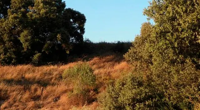 ¿Podrás encontrar al conejo escondido? ¿Podrás encontrar al conejo escondido?
