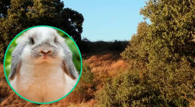 ¿Podrás encontrar al conejo escondido? ¿Podrás encontrar al conejo escondido?