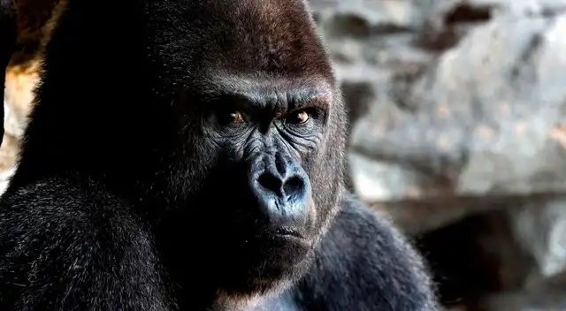 Mujer española es atacada por un gorila y queda gravemente herida