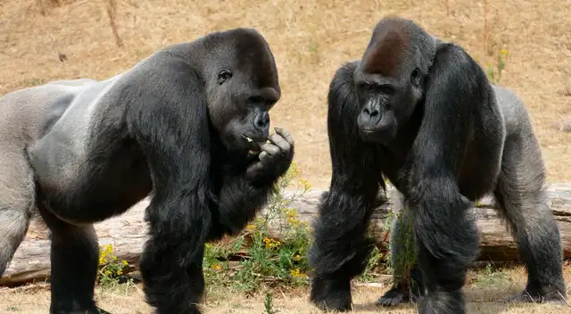 Mujer española es atacada por un gorila y queda gravemente herida