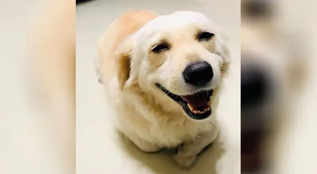 La curiosa ‘táctica’ de un perrito para impedir que su dueño se vaya a trabajar La curiosa ‘táctica’ de un perrito para impedir que su dueño se vaya a trabajar