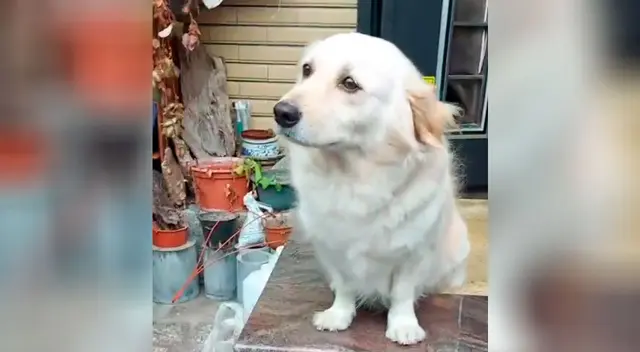 La curiosa ‘táctica’ de un perrito para impedir que su dueño se vaya a trabajar La curiosa ‘táctica’ de un perrito para impedir que su dueño se vaya a trabajar