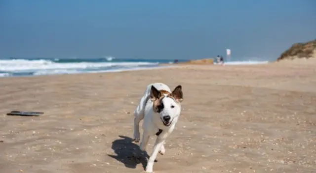 El video viral de Facebook muestra cómo la pequeña perrita tiene una peculiar reacción al escuchar que no podía darle ‘besos’ al hijo de su ama.