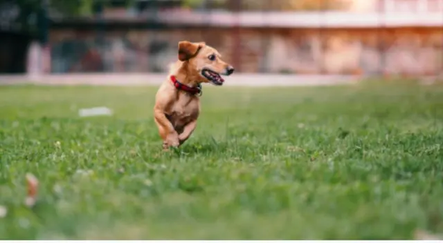El video viral de Facebook muestra cómo la pequeña perrita tiene una peculiar reacción al escuchar que no podía darle ‘besos’ al hijo de su ama.