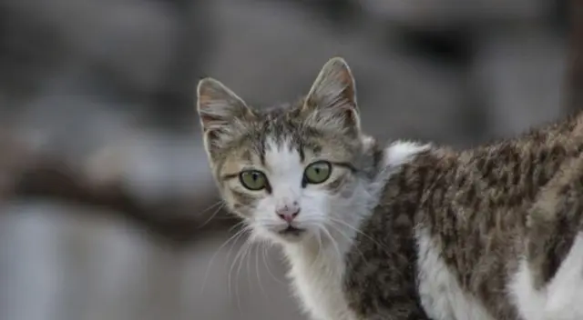 Miles de usuarios de Facebook han estado en aprietos al intentar resolver este difícil reto viral en solo 60 segundos. ¿Podrás encontrar al gato escondido?