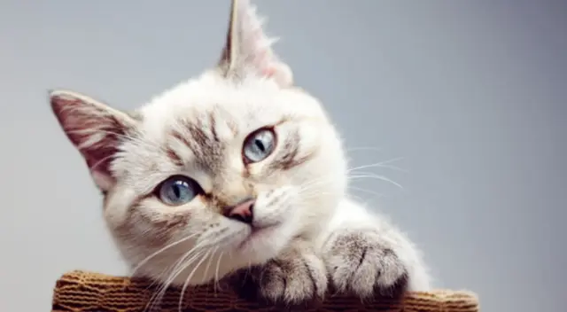 Miles de usuarios de Facebook han estado en aprietos al intentar resolver este difícil reto viral en solo 60 segundos. ¿Podrás encontrar al gato escondido?