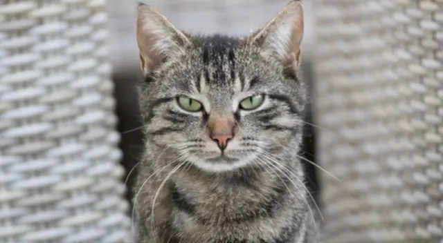 Miles de usuarios de Facebook han estado en aprietos al intentar resolver este difícil reto viral en solo 60 segundos. ¿Podrás encontrar al gato escondido?