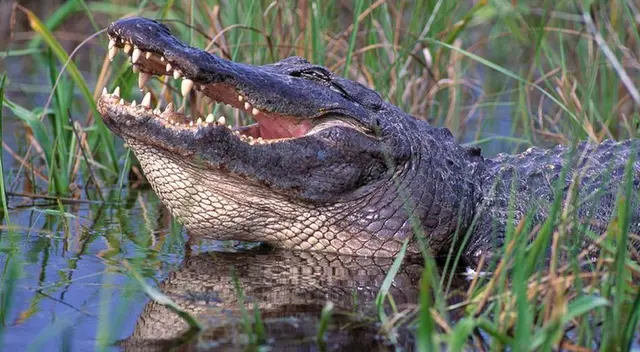 Captan a un diputado viendo un video de cocodrilos durante sesión parlamentaria Captan a un diputado viendo un video de cocodrilos durante sesión parlamentaria