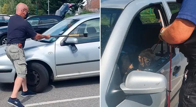 William, al ver a la pequeña Terrier sofocándose, usó su hacha para romper la ventana del asiento del chofer. William, al ver a la pequeña Terrier sofocándose, usó su hacha para romper la ventana del asiento del chofer.