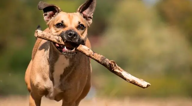 En Facebook, se volvió viral un cachorro por el comportamiento que tiene con su dueño donde evita que se vaya a trabajar. En Facebook, se volvió viral un cachorro por el comportamiento que tiene con su dueño donde evita que se vaya a trabajar.