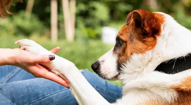 La curiosa ‘táctica’ de un perrito para impedir que su dueño se vaya a trabajar La curiosa ‘táctica’ de un perrito para impedir que su dueño se vaya a trabajar
