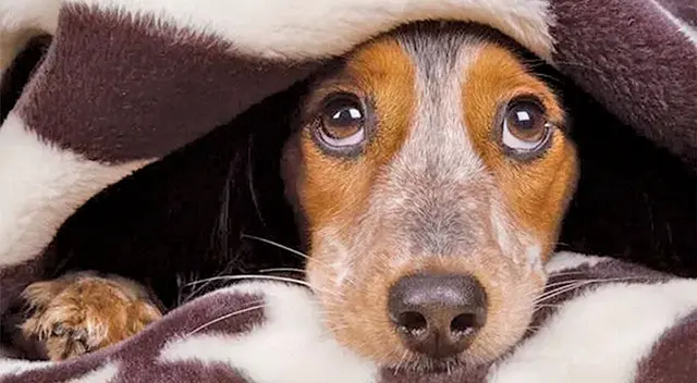 La curiosa ‘táctica’ de un perrito para impedir que su dueño se vaya a trabajar La curiosa ‘táctica’ de un perrito para impedir que su dueño se vaya a trabajar