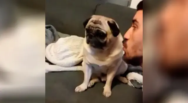 La divertida actitud de un perro cuando su dueño le quiere dar unos besos La divertida actitud de un perro cuando su dueño le quiere dar unos besos