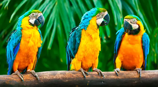 Zoológico tuvo que aislar a cinco loros porque insultaban a los visitantes