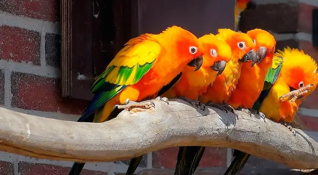 Zoológico tuvo que aislar a cinco loros porque insultaban a los visitantes