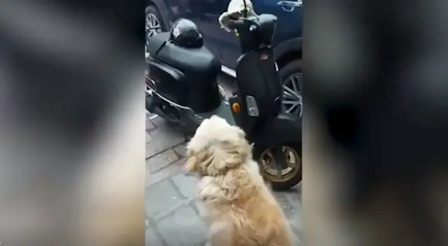 El adorable perro tiene un curioso comportamiento cada vez que su dueño tiene que salir a trabajar. El video se volvió viral en Facebook. El adorable perro tiene un curioso comportamiento cada vez que su dueño tiene que salir a trabajar. El video se volvió viral en Facebook.