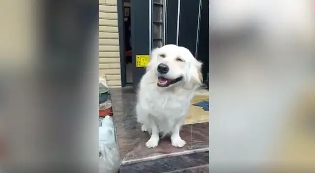 El adorable perro tiene un curioso comportamiento cada vez que su dueño tiene que salir a trabajar. El video se volvió viral en Facebook. El adorable perro tiene un curioso comportamiento cada vez que su dueño tiene que salir a trabajar. El video se volvió viral en Facebook.