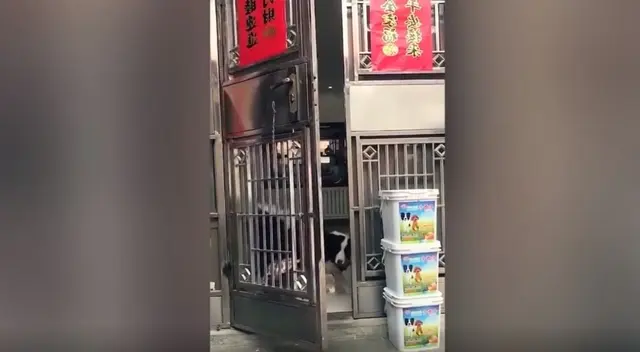 Miles de usuarios se han reído con la ‘astucia’ de un perro, que se trepó a la puerta de su hogar, con la finalidad de abrirlo y así dejar pasar a todos sus ‘compañeros’. Miles de usuarios se han reído con la ‘astucia’ de un perro, que se trepó a la puerta de su hogar, con la finalidad de abrirlo y así dejar pasar a todos sus ‘compañeros’.